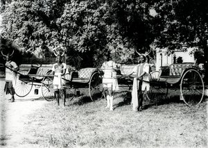 Zulu Ricksha Drivers, Durban, n. 1897